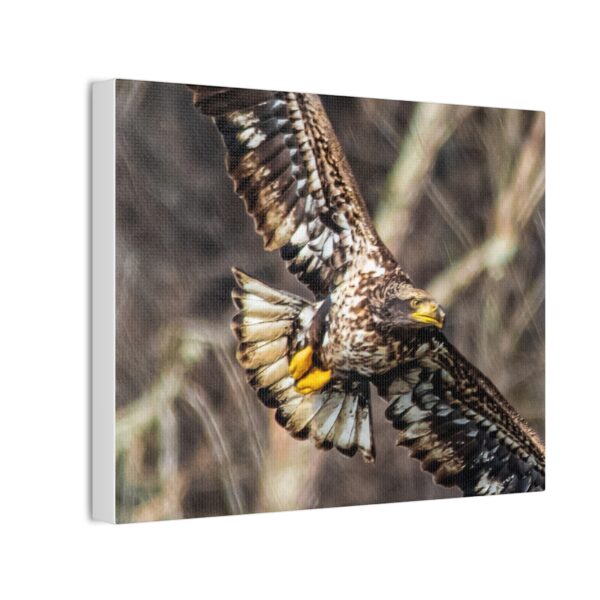 Stunning adolescent eagle Canvas Print – Nature Wall Art for Wildlife Enthusiasts - Image 2