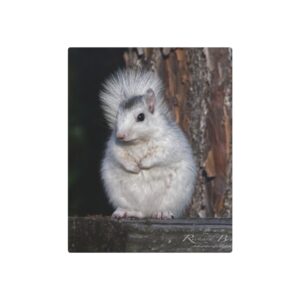 Metal Art Sign - Rare White Squirrel Photo Decor