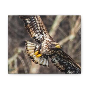 Stunning adolescent eagle Canvas Print – Nature Wall Art for Wildlife Enthusiasts