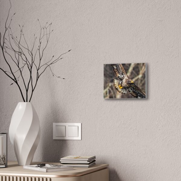 Stunning adolescent eagle Canvas Print – Nature Wall Art for Wildlife Enthusiasts - Image 4
